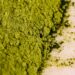 matcha pulver